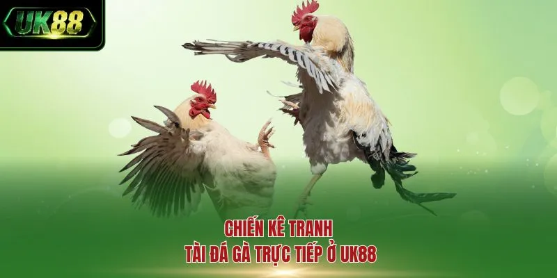 Chiến kê tranh tài đá gà trực tiếp ở UK88