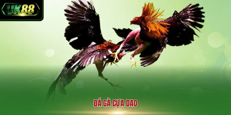 Đá gà cựa dao