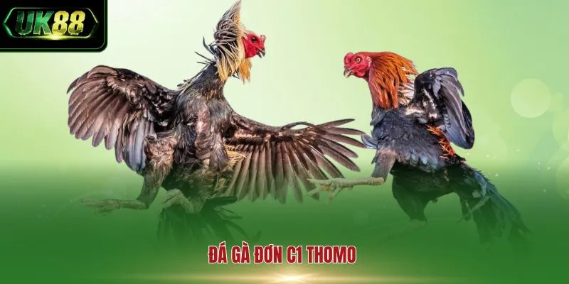 Đá gà đơn C1 Thomo