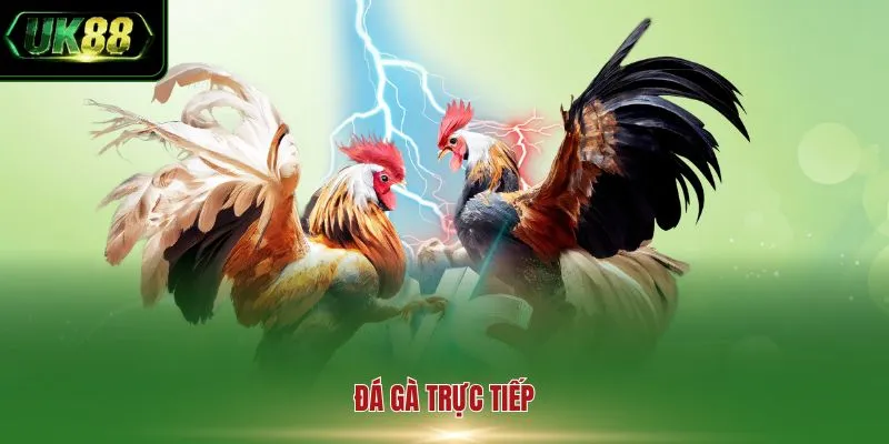 Đá gà trực tiếp