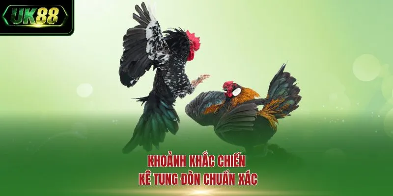 Khoảnh khắc chiến kê tung đòn chuẩn xác
