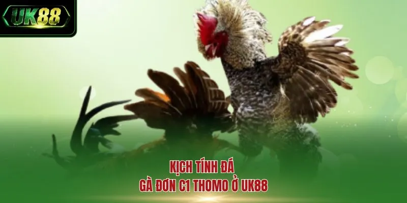 Kịch tính đá gà đơn C1 Thomo ở UK88
