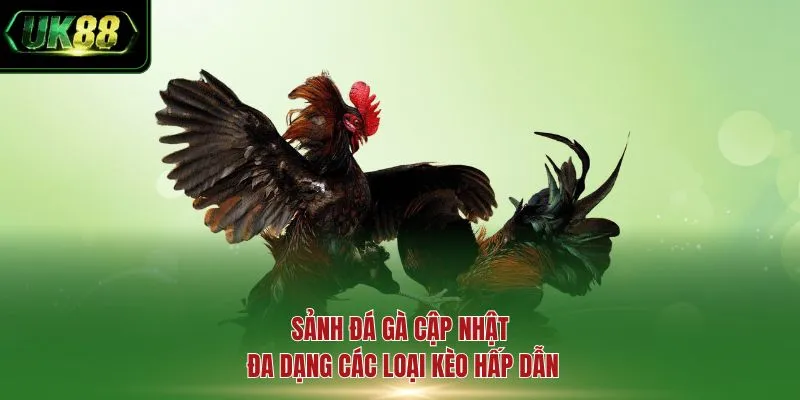 Sảnh đá gà cập nhật đa dạng các loại kèo hấp dẫn