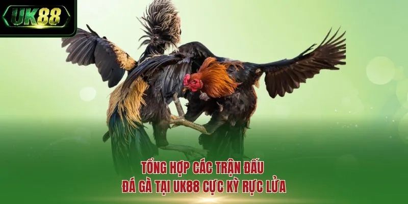 Tổng hợp các trận đấu đá gà tại UK88 cực kỳ rực lửa