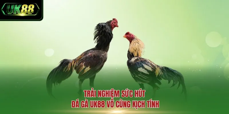 Trải nghiệm sức hút đá gà UK88 vô cùng kịch tính