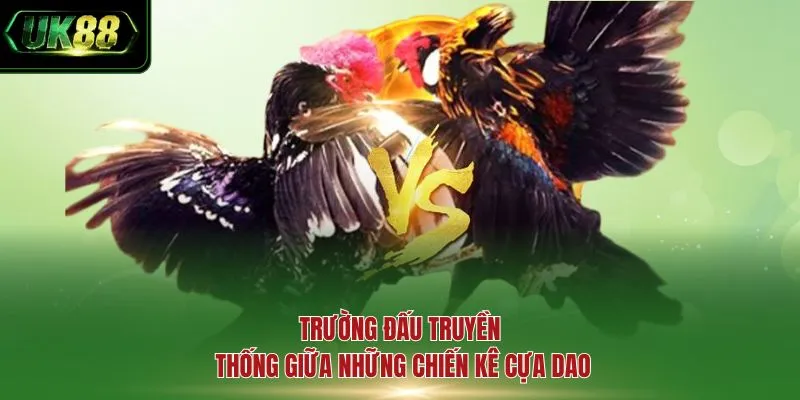 Trường đấu truyền thống giữa những chiến kê cựa dao